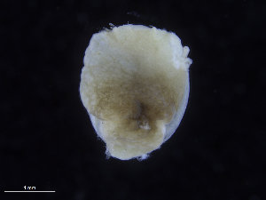  (Philine sp. 4MM - CN 105)  @11 [ ] CreativeCommons - Attribution Non-Commercial Share-Alike (2014) Manuel Malaquias Bergen Museum Natural History