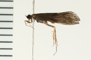  ( - 08NBEPT-0068)  @13 [ ] CreativeCommons - Attribution (2008) CBG Photography Group Centre for Biodiversity Genomics