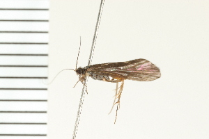  ( - 08NBEPT-0073)  @13 [ ] CreativeCommons - Attribution (2008) CBG Photography Group Centre for Biodiversity Genomics