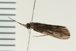  ( - 08NBEPT-0074)  @13 [ ] CreativeCommons - Attribution (2008) CBG Photography Group Centre for Biodiversity Genomics