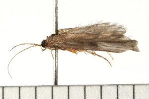  ( - 08NBEPT-0287)  @12 [ ] CreativeCommons - Attribution (2008) CBG Photography Group Centre for Biodiversity Genomics