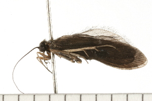  ( - 08NBEPT-0314)  @13 [ ] CreativeCommons - Attribution (2008) CBG Photography Group Centre for Biodiversity Genomics