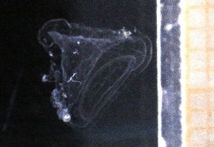  ( - HYPNO_0139)  @11 [ ] by-nc-sa (2024) Aino Hosia University Museum of Bergen, Natural History Collections