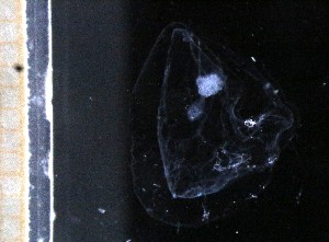  ( - HYPNO_0327)  @11 [ ] by-nc-sa (2024) Aino Hosia University Museum of Bergen, Natural History Collections