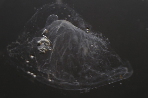  ( - HYPNO_0502)  @11 [ ] by-nc-sa (2024) Aino Hosia University Museum of Bergen, Natural History Collections