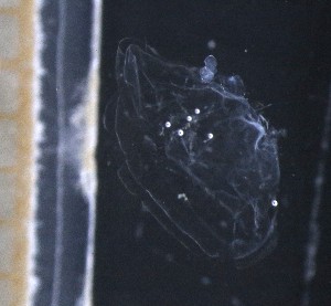  ( - HYPNO_0600)  @11 [ ] by-nc-sa (2024) Aino Hosia University Museum of Bergen, Natural History Collections