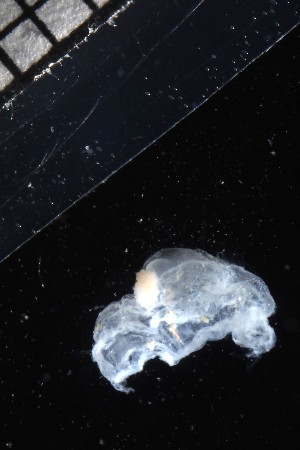  ( - HYPNO_0651)  @11 [ ] by-nc-sa (2024) Aino Hosia University Museum of Bergen, Natural History Collections