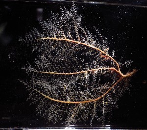  ( - NH0052)  @11 [ ] by-nc-sa (2024) Luis Martell University Museum of Bergen, Natural History Collections