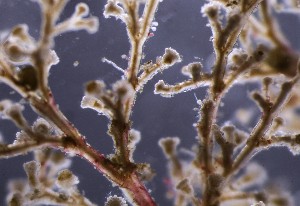  ( - NH0130)  @11 [ ] by-nc-sa (2024) Luis Martell University Museum of Bergen, Natural History Collections