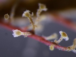  (Halecium muricatum - NH0140)  @11 [ ] by-nc-sa (2024) Luis Martell University Museum of Bergen, Natural History Collections