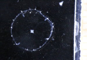  ( - NH1305)  @11 [ ] by-nc-sa (2024) Luis Martell University Museum of Bergen, Natural History Collections