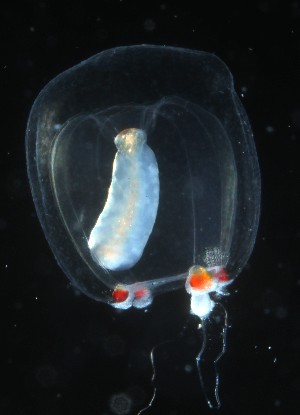  (Euphysa tentaculata - NH1314)  @11 [ ] by-nc-sa (2024) Luis Martell University Museum of Bergen, Natural History Collections