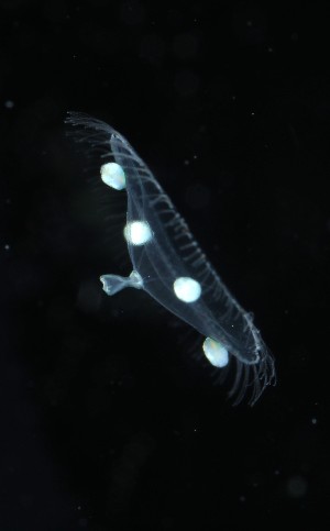  ( - NH1395)  @11 [ ] by-nc-sa (2024) Luis Martell University Museum of Bergen, Natural History Collections