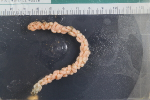  ( - Sletvik2016_21)  @11 [ ] CreativeCommons - Attribution Non-Commercial Share-Alike (2018) University of Bergen Natural History Collections