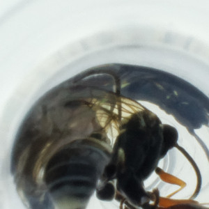  ( - NBGW_039_E6)  @11 [ ] by (2023) Wellcome Sanger Institute (Genome Research Limited) Wellcome Sanger Institute (Genome Research Limited)