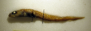  ( - ZMUB Fish_21780)  @11 [ ] CreativeCommons - Attribution Non-Commercial Share-Alike (2016) University of Bergen Natural History Collections
