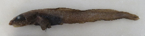  ( - ZMUB Fish_22682A)  @11 [ ] CreativeCommons - Attribution Non-Commercial Share-Alike (2016) University of Bergen Natural History Collections