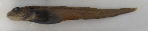 ( - ZMUB Fish_22682B)  @11 [ ] CreativeCommons - Attribution Non-Commercial Share-Alike (2016) University of Bergen Natural History Collections