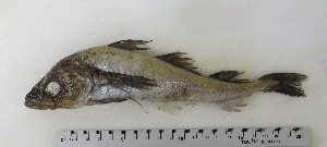  ( - ZMUB Fish_22824)  @11 [ ] CreativeCommons - Attribution Non-Commercial Share-Alike (2015) UoB, Norway University of Bergen, Natural History Collections