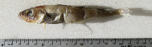  ( - ZMUB Fish_22845)  @11 [ ] CreativeCommons - Attribution Non-Commercial Share-Alike (2015) UoB, Norway University of Bergen, Natural History Collections