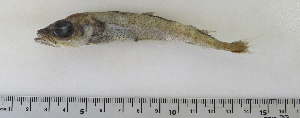 ( - ZMUB Fish_22849)  @11 [ ] CreativeCommons - Attribution Non-Commercial Share-Alike (2015) UoB, Norway University of Bergen, Natural History Collections