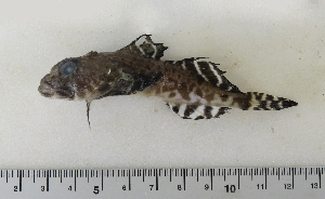  ( - ZMUB Fish_22850)  @12 [ ] CreativeCommons - Attribution Non-Commercial Share-Alike (2015) UoB, Norway University of Bergen, Natural History Collections