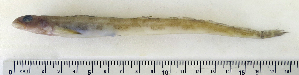  ( - ZMUB Fish_22733)  @14 [ ] CreativeCommons - Attribution Non-Commercial Share-Alike (2015) UoB, Norway University of Bergen, Natural History Collections