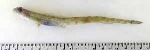  ( - ZMUB Fish_22734)  @14 [ ] CreativeCommons - Attribution Non-Commercial Share-Alike (2015) UoB, Norway University of Bergen, Natural History Collections