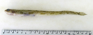  ( - ZMUB Fish_22755)  @14 [ ] CreativeCommons - Attribution Non-Commercial Share-Alike (2015) UoB, Norway University of Bergen, Natural History Collections