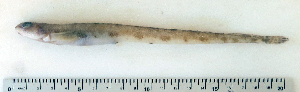  ( - ZMUB Fish_22810)  @14 [ ] CreativeCommons - Attribution Non-Commercial Share-Alike (2015) UoB, Norway University of Bergen, Natural History Collections
