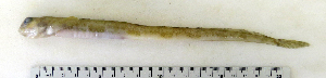  ( - ZMUB Fish_22828)  @14 [ ] CreativeCommons - Attribution Non-Commercial Share-Alike (2015) UoB, Norway University of Bergen, Natural History Collections