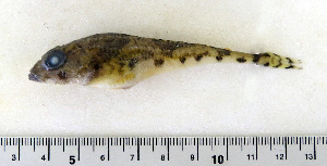  ( - ZMUB Fish_22764)  @12 [ ] CreativeCommons - Attribution Non-Commercial Share-Alike (2015) UoB, Norway University of Bergen, Natural History Collections