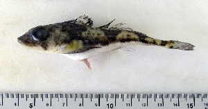  ( - ZMUB Fish_22837)  @11 [ ] CreativeCommons - Attribution Non-Commercial Share-Alike (2015) UoB, Norway University of Bergen, Natural History Collections