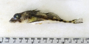  ( - ZMUB Fish_22838)  @11 [ ] CreativeCommons - Attribution Non-Commercial Share-Alike (2015) UoB, Norway University of Bergen, Natural History Collections