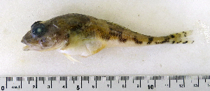  ( - ZMUB Fish_22839)  @11 [ ] CreativeCommons - Attribution Non-Commercial Share-Alike (2015) UoB, Norway University of Bergen, Natural History Collections