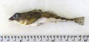  ( - ZMUB Fish_22840)  @11 [ ] CreativeCommons - Attribution Non-Commercial Share-Alike (2015) UoB, Norway University of Bergen, Natural History Collections