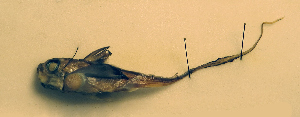  ( - ZMUB Fish_23052B)  @11 [ ] CreativeCommons - Attribution Non-Commercial Share-Alike (2017) University of Bergen Natural History Collections