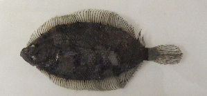  ( - ZMUB Fish_23668)  @11 [ ] CreativeCommons - Attribution Non-Commercial Share-Alike (2017) University of Bergen Natural History Collections