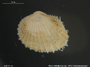  ( - AcEc01)  @11 [ ] CreativeCommons - Attribution Non-Commercial Share-Alike (2018) NTNU University Museum, Department of Natural History NTNU University Museum, Department of Natural History