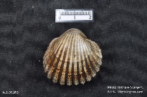  ( - AcEc03)  @11 [ ] CreativeCommons - Attribution Non-Commercial Share-Alike (2018) NTNU University Museum, Department of Natural History NTNU University Museum, Department of Natural History