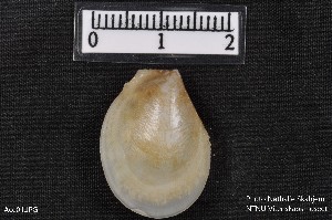  ( - Ace01)  @11 [ ] CreativeCommons - Attribution Non-Commercial Share-Alike (2018) NTNU University Museum, Department of Natural History NTNU University Museum, Department of Natural History
