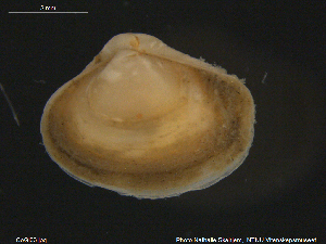  ( - CoGi03)  @11 [ ] CreativeCommons - Attribution Non-Commercial Share-Alike (2018) NTNU University Museum, Department of Natural History NTNU University Museum, Department of Natural History