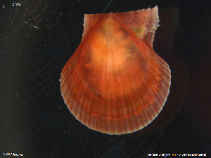  ( - NaSk49)  @11 [ ] Creative Commons  Attribution Non-Commercial Share-Alike (2019) NTNU University Museum, Department of Natural History NTNU University Museum, Department of Natural History