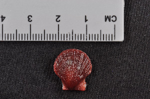  ( - NaSk52)  @11 [ ] Creative Commons  Attribution Non-Commercial Share-Alike (2019) NTNU University Museum, Department of Natural History NTNU University Museum, Department of Natural History