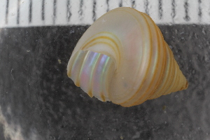  (Calliostoma occidentale - Sletvik2016_60)  @11 [ ] CreativeCommons - Attribution Non-Commercial Share-Alike (2017) University of Bergen Natural History Collections