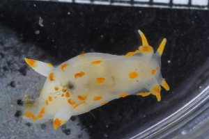  (Polycera - ZMBN_106115)  @14 [ ] CreativeCommons - Attribution Non-Commercial Share-Alike (2015) University of Bergen University of Bergen, Natural History Collections