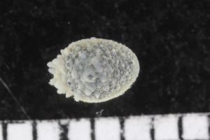  ( - ZMBN_106150)  @11 [ ] CreativeCommons - Attribution Non-Commercial Share-Alike (2015) University of Bergen University of Bergen, Natural History Collections