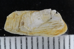  ( - ZMBN_123808)  @11 [ ] CreativeCommons - Attribution Non-Commercial Share-Alike (2018) University of Bergen Natural History Collections