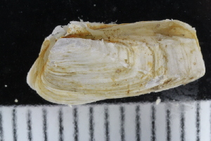  ( - ZMBN_123808)  @11 [ ] CreativeCommons - Attribution Non-Commercial Share-Alike (2018) University of Bergen Natural History Collections