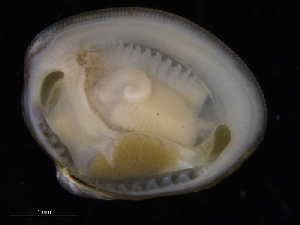  (Nucula cf. sulcata - ZMBN_123822)  @11 [ ] CreativeCommons - Attribution Non-Commercial Share-Alike (2018) University of Bergen Natural History Collections